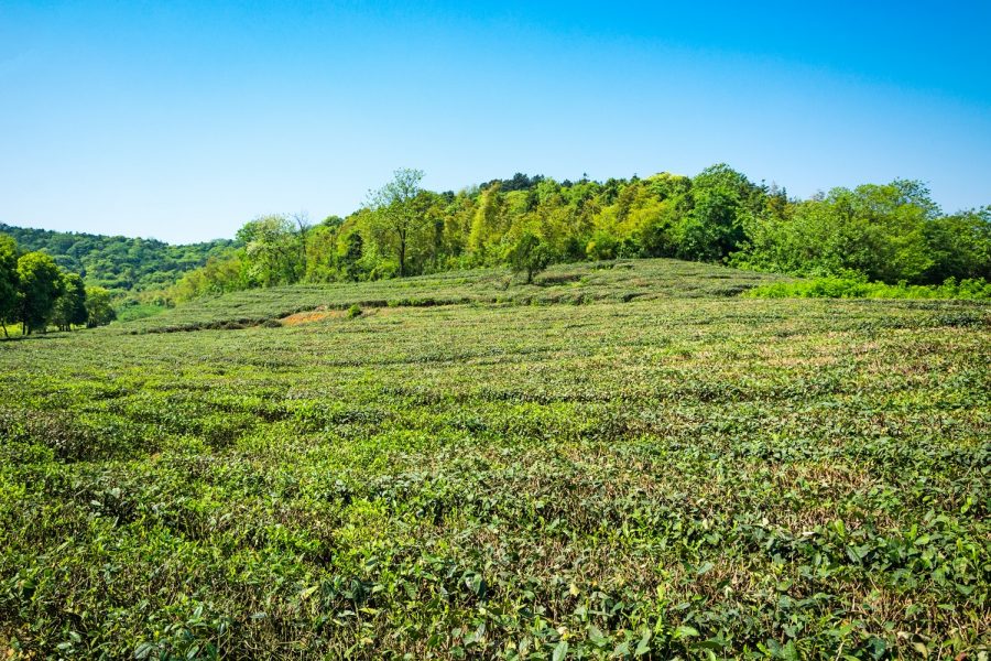 ON THE LAP OF DARJEELING ( 4 Days)