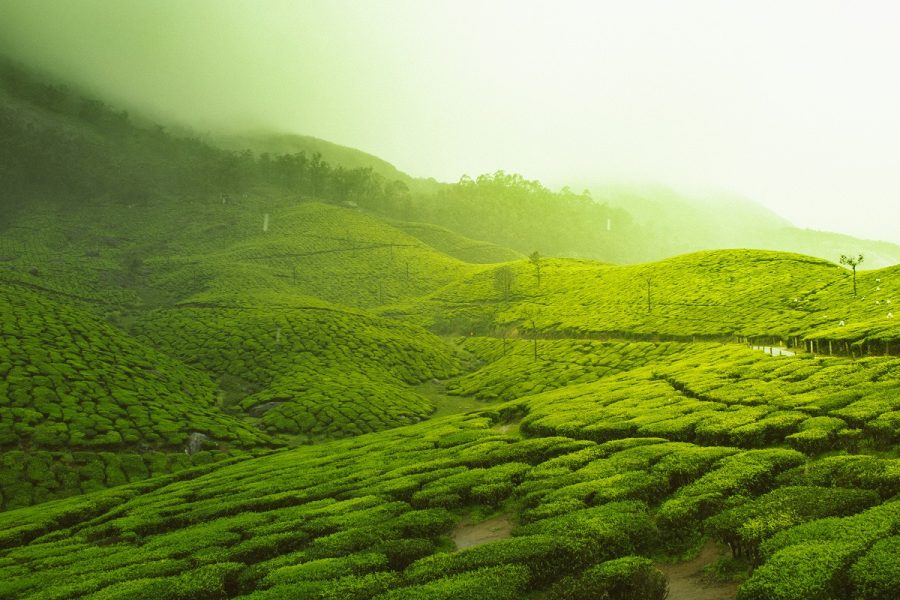 Exotic Kerala Hillstation ( 7 Days)