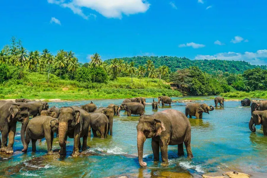 Sri Lanka 2N Kandy, 2N Bentota  (INR 33,800/-)